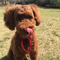 モコ