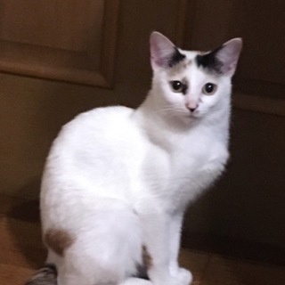 美猫 三毛ちゃん  トライアル中