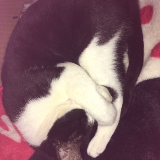 みるえりーのカバー写真