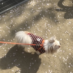 桜のプレゼント