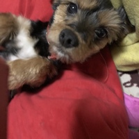 デビル