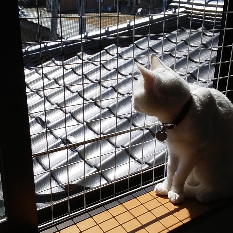 アイスのカバー写真