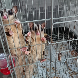 フクロモモンガ♀2匹(双子)