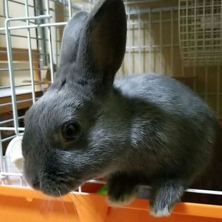 ☆ネザーランド♂(生後5ヶ月)☆里親募集