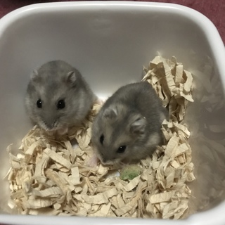 可愛い姉妹ハムスター