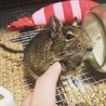 ししゃも