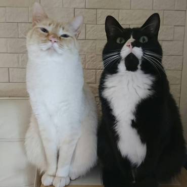 はなまる！顔…顔！！