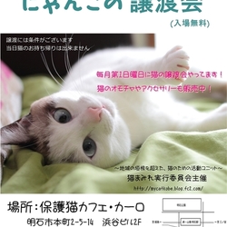明石【にゃんこの譲渡会】猫まみれwithカーロ