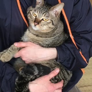 キジトラ3兄弟①