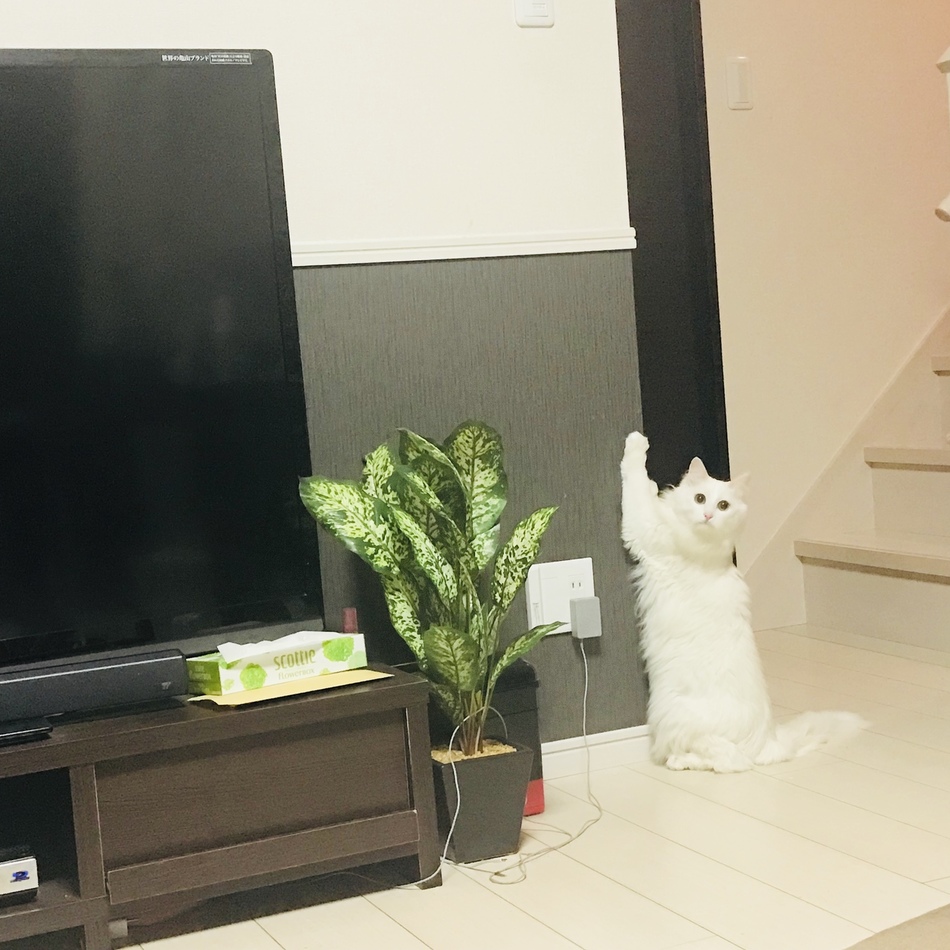 こたつ(旧姓)のカバー写真
