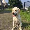 イエローラブのそら もうすぐ2才♂