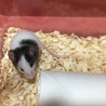 パンダマウス オス サムネイル3
