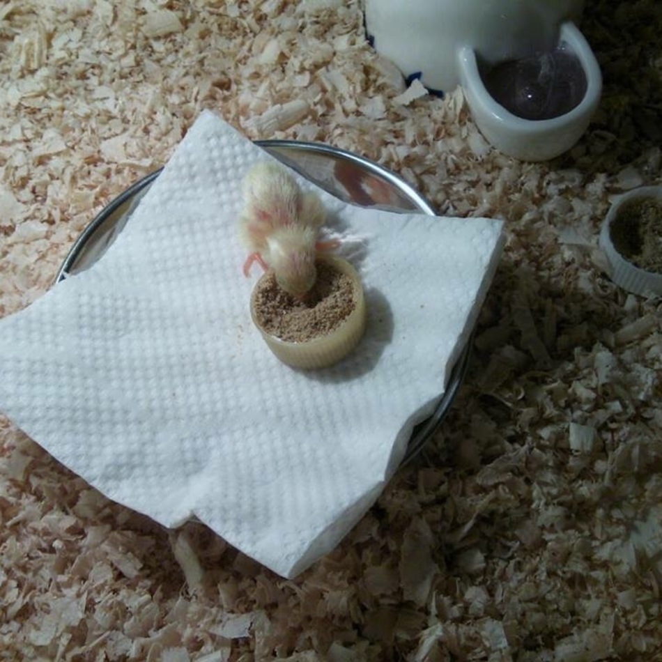 ココのカバー写真