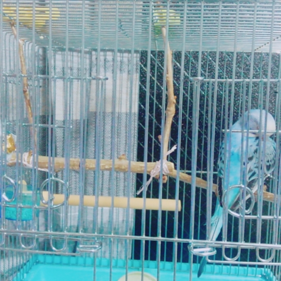 なっちゃんのカバー写真