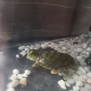 ミドリガメの里親さん募集してます