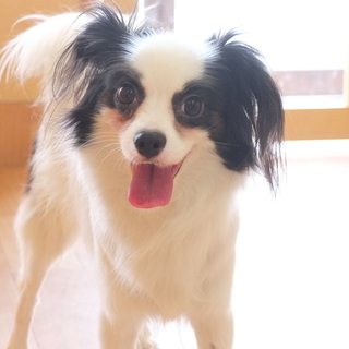 リラちゃん♀　推定7才