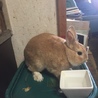 パリブレスト