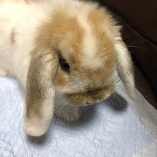 血統書付  ロップイヤー雄