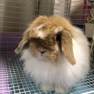 急募  血統書付  ロップのファジー