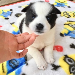 里親さま決まりました☆