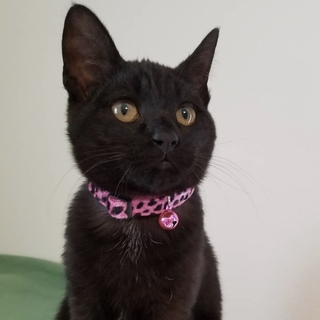 甘えん坊で賢い黒猫ジジちゃん