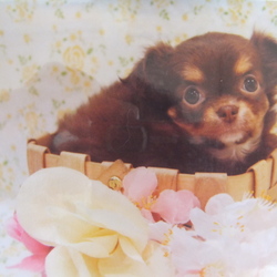 こんにちはココアちゃん