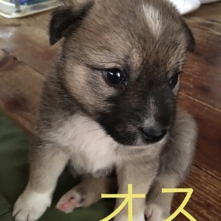 生後1か月のかわいい子犬達です