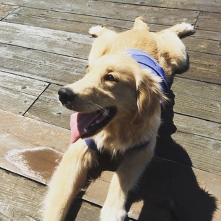 元気MAXわんぱくボーイ