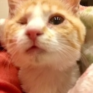 子猫里親様募集中