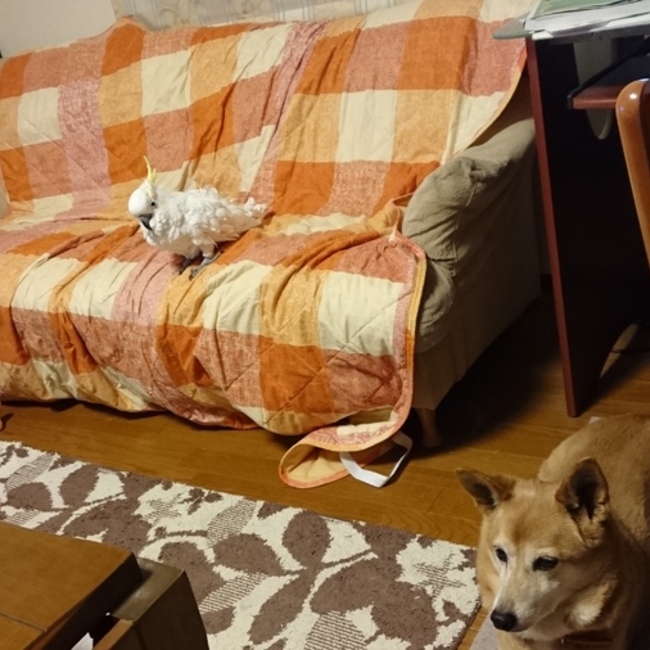 whiteMのカバー写真