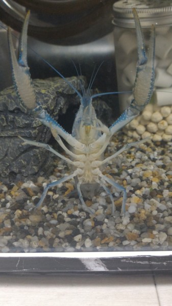 フロリダハマー フロリダブルー 静岡県 熱帯魚 観賞魚の里親募集 3023 ペットのおうち 月間利用者150万人