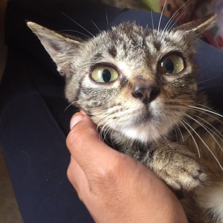 宮古島保健所からの引出し！子猫の里親募集！