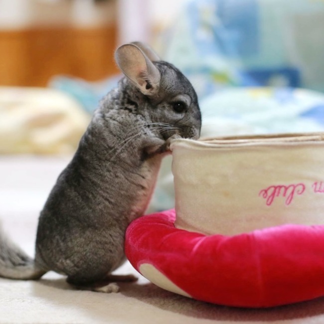ミニくろまめのカバー写真