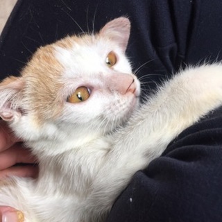 宮古島保健所からの引出し！子猫の里親募集！