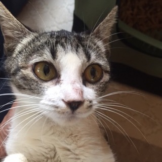 宮古島保健所からの引出し！子猫の里親募集！