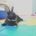ミニウサギです◎