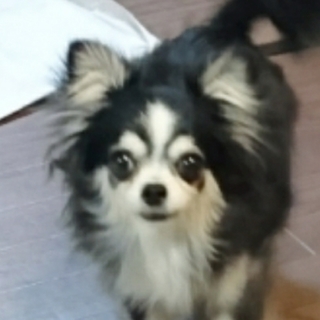 小さな穏やかな♡cute♡カリンちゃん