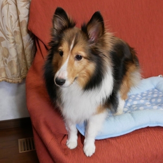 元気なシェルティの女の子