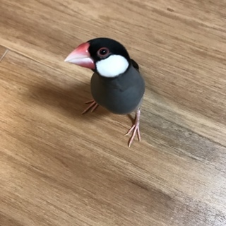 換羽したての文鳥です。 