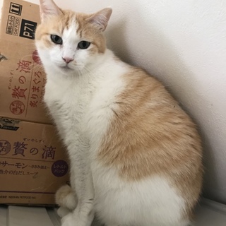 ☆美猫☆クリーム茶白☆仮名ゆず☆