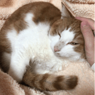 2014年4月頃生まれの野良ちゃん♂去勢済み