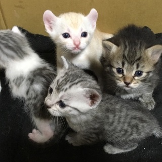 ふわふわ黒トラ♀、グレー×白♂、クリーム色♂１ヶ月