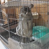 部屋んぽ待ち