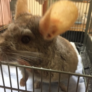 チンチラ　里親募集