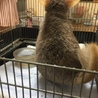 チンチラ　里親募集 サムネイル2
