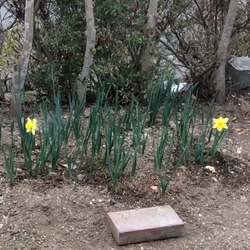 銀太の水仙♪ヽ(´▽｀)/