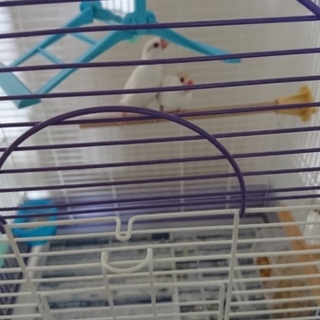 シナモン文鳥のつがい。