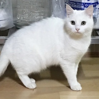 募集停止♪ちょっぴりシャイで不器用な真っ白小丸くん