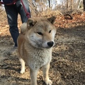 生後8ヶ月の純血柴犬「チゲ」くん