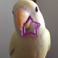 きなこ